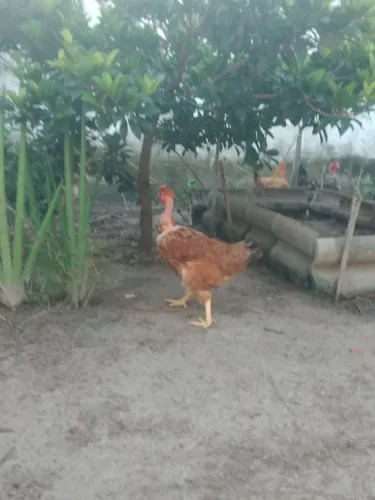 Galinhas caipiras