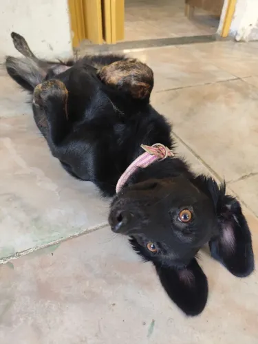 Collie mestiça Lulu