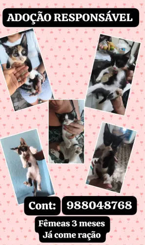Gatinhos 