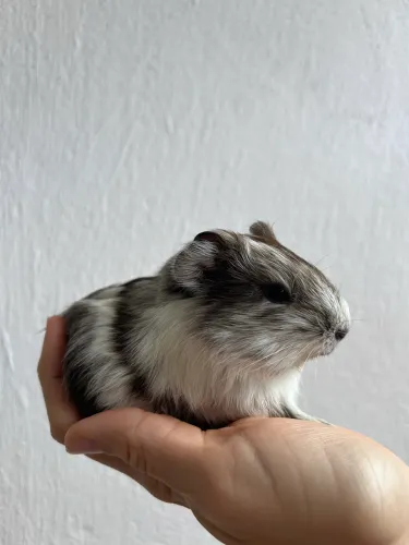 Porquinho da índia