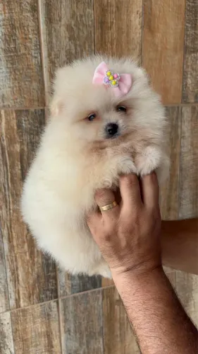Fêmea de Lulu da Pomerania 
