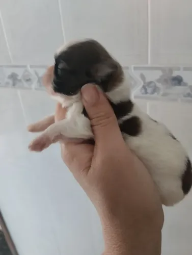 Shih Tzu FÊMEAS PURAS