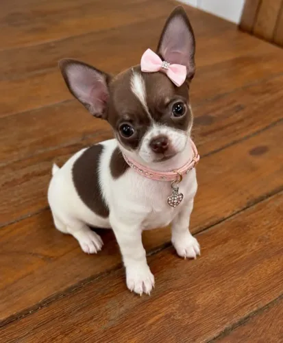 Chihuahua choco white Fêmea