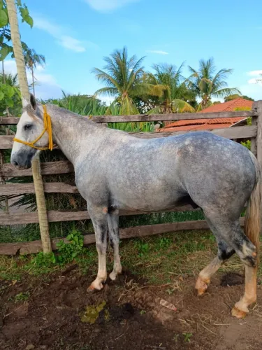 Cavalo manga larga macha picada sem registro 