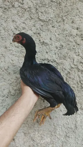 Galinha índia