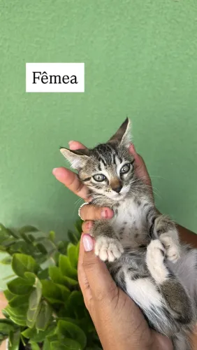 Para Adoção