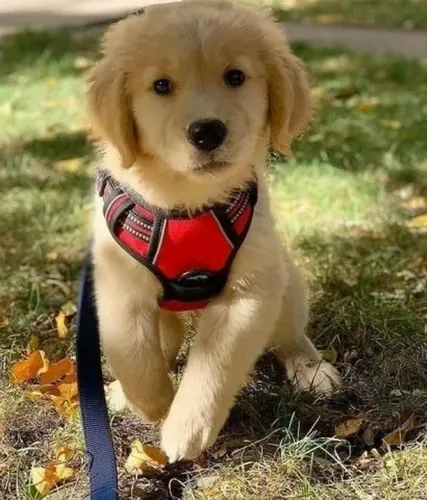 Filhotes de Golden Retriever | Uma companhia que faz diferença.