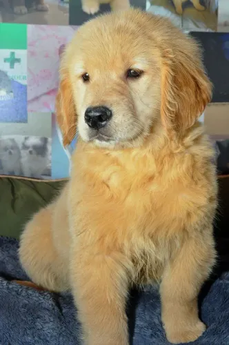Golden Retriever | Quer o seu ? CHAMA NO ZAP