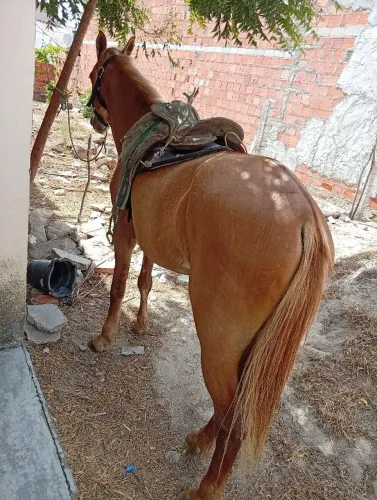 Troca e vender