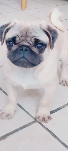 Pug macho abricó