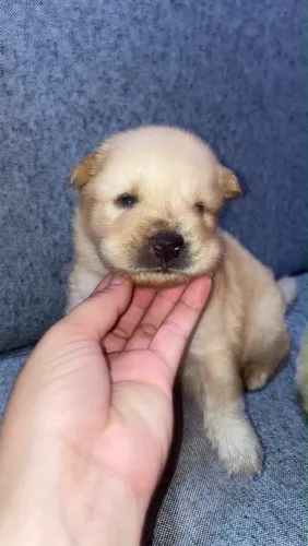 Vendo filhote de Chow Chow Macho 