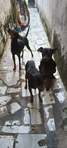 3Pinschers Hulck, Nina e Pingo 