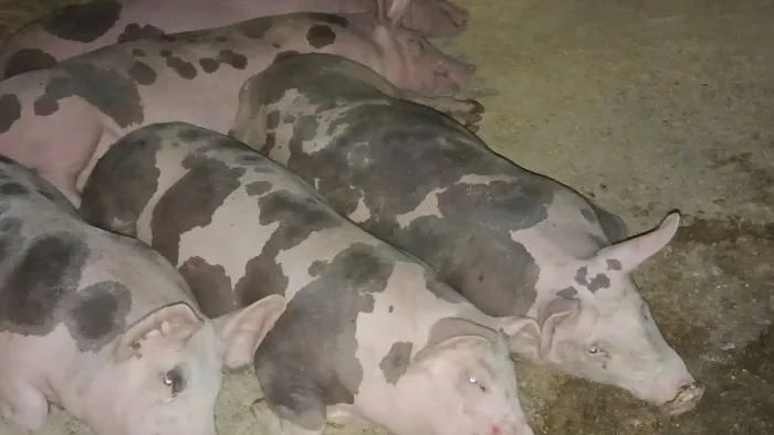 Vendo Maroas e maroes pietram dalmata elite