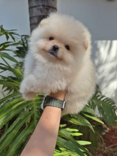 Macho spitz alemão