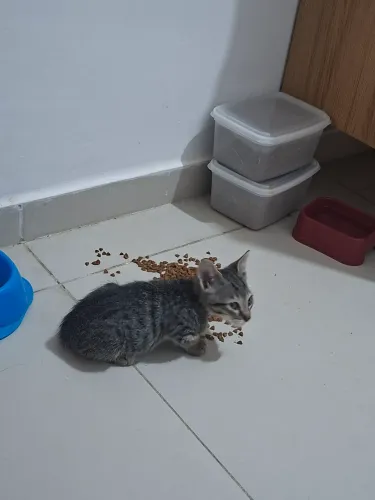 Gato para adoção