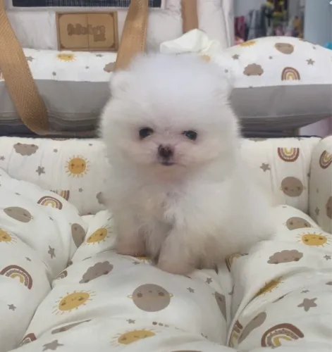 Machinho de Lulu anao Baby face