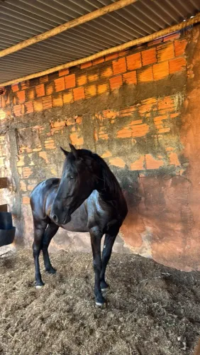 Cavalo MM marcha batido
