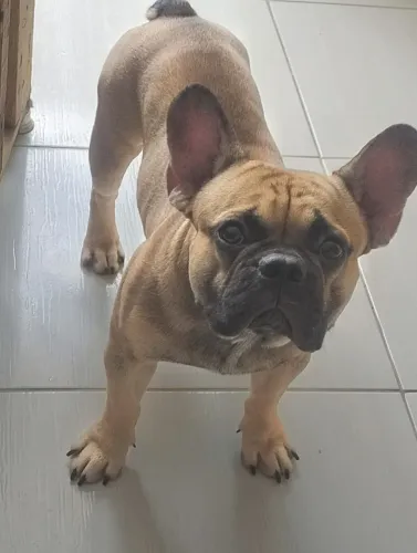 Bulldog francês com 2 anos