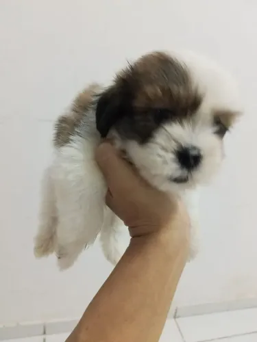 Shitzu
