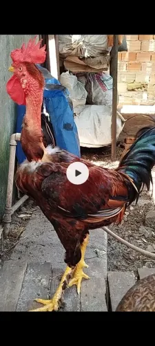 Galo galinhas