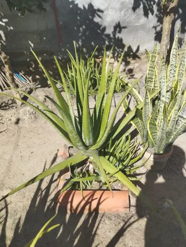Planta babosa