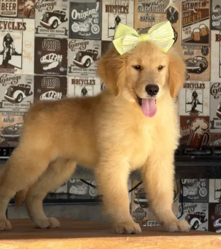 Goldens retrivier para Nova Iguaçu