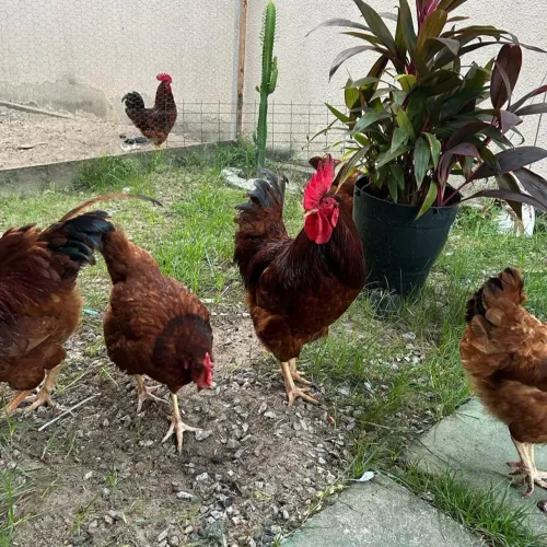Galo da raça Rhode island (poedeira)