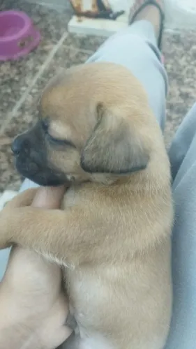 Filhote de cachorro Mistura de Fox paulista com pequinês 