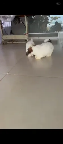 Cachorro 