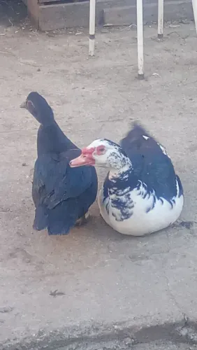 Patos