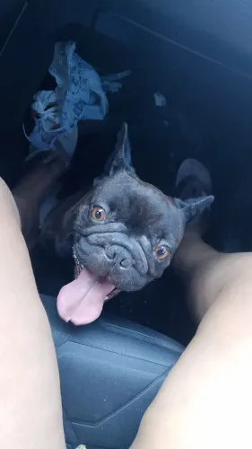 Vendo Bulldog France fêmea ou troco por pinscher fêmea 