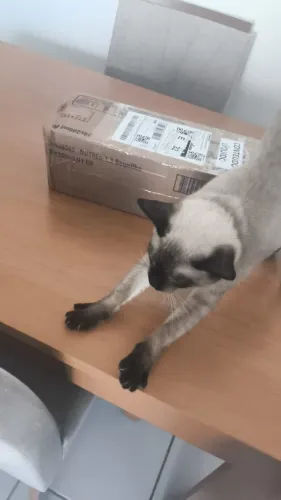 Gatinho sapeca