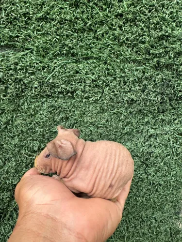Porquinho da índia skinny, sem pêlos