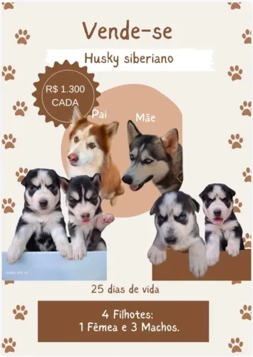 Husky Siberiano