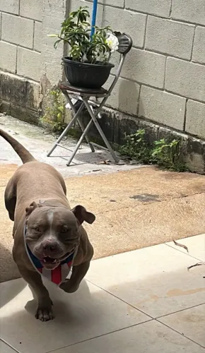 American bully