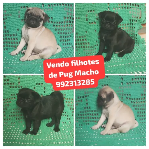 Vendo filhotes de Pug Macho 