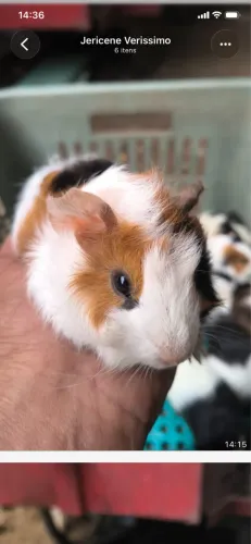 Porquinho da índia 