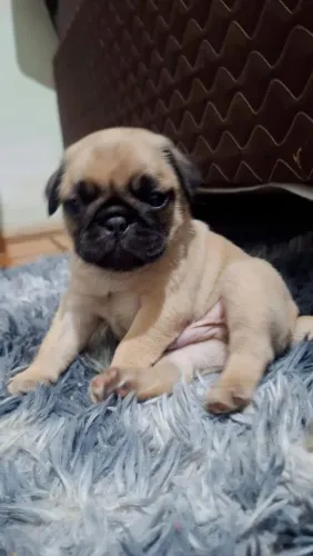Filhotes de pug