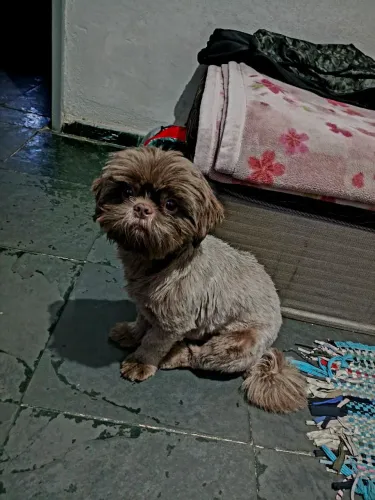 VENDO SHITZU 