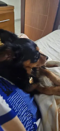 Chihuahua (namorar)