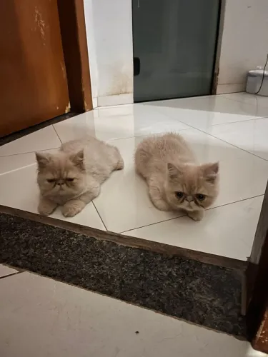 Gato persa 100% puro