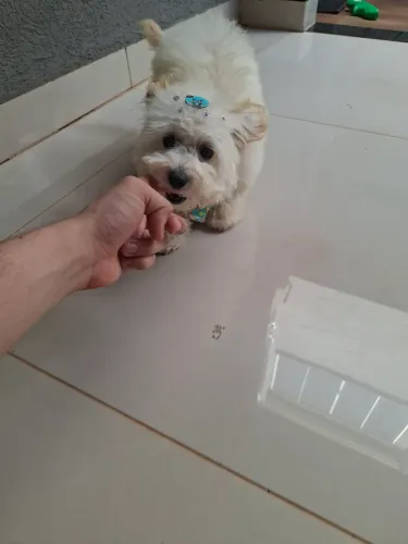 Poodle Toy fêmea