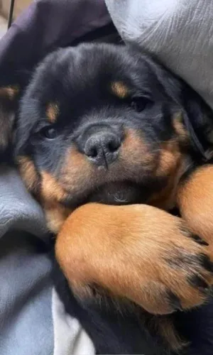 Filhote rottweiler, fofos e brincalhões prontos para um novo lar!