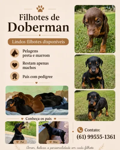 Filhotes de Doberman