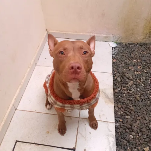 DOAÇÃO PITBULL