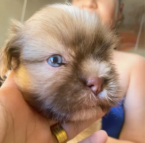 Shihtzu Fêmeas disponíveis