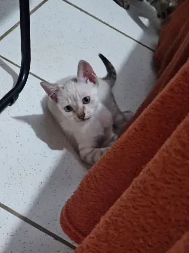 Gatinha Femea Siamesa Filhote