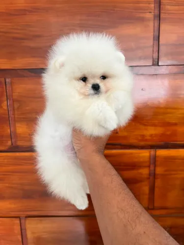 Spitz Alemão Anao ( ALTO PADRÃO ) VALOR VIA CHAT OU ZAP