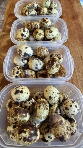 Ovos de Codorna Japonesa 