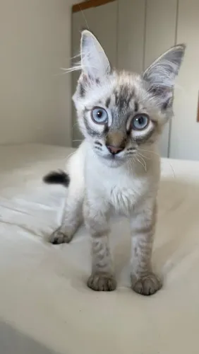 Gatinho macho para adoção responsável
